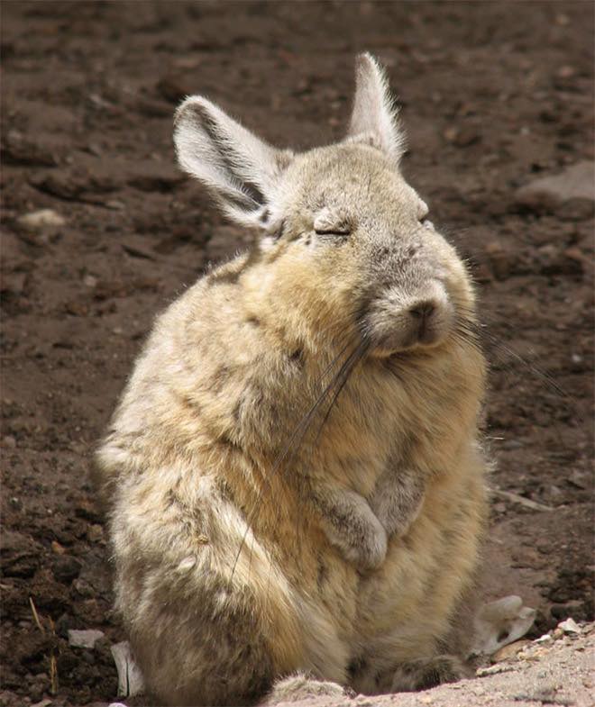 Lazy Rabbit - Meet Viscacha: Permanently Unentertained And...