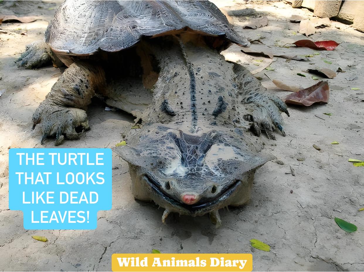 Wild - Is it a turtle… or a pile of wet leaves come to life? Meet the ...