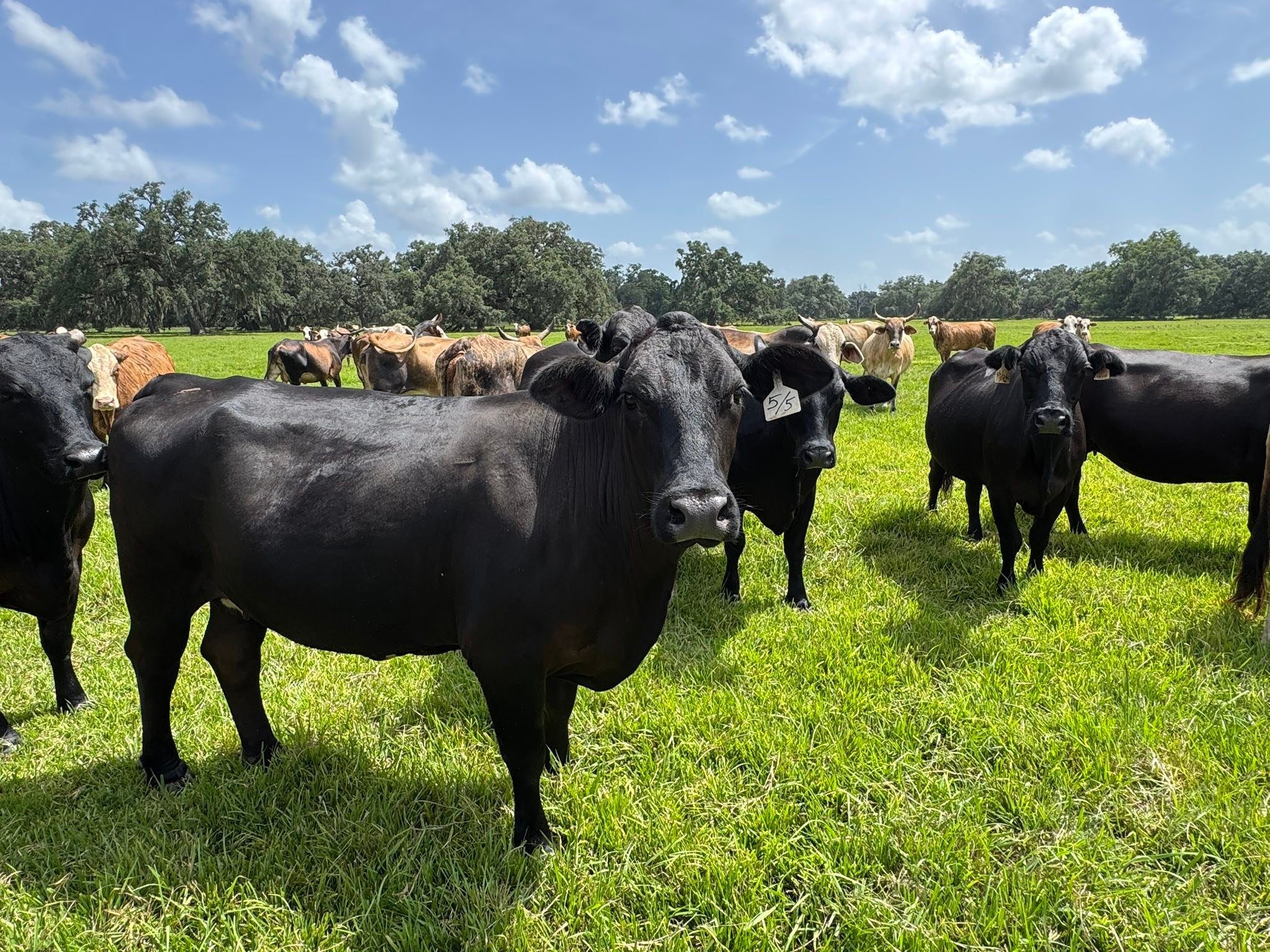 El Campo Livestock... - El Campo Livestock Exchange LLC