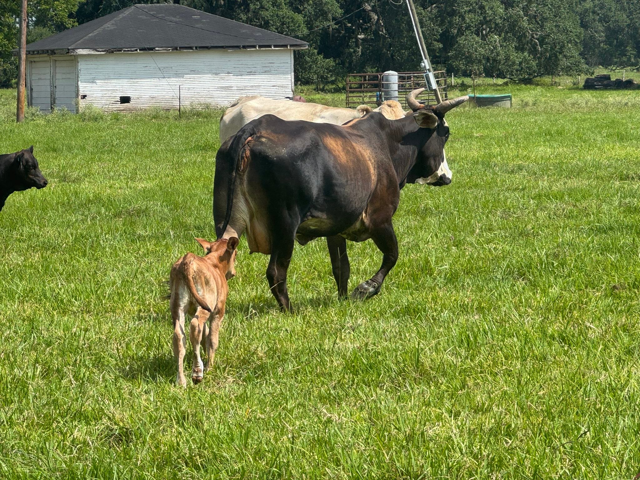 El Campo Livestock... - El Campo Livestock Exchange LLC