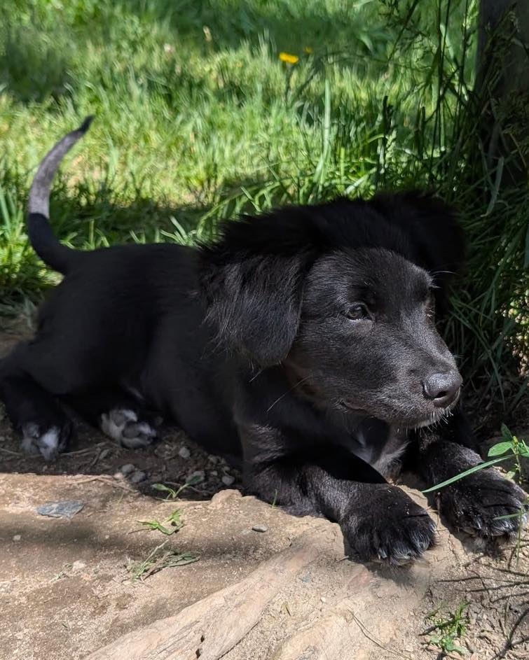 Miles To Freedom Animal... - Miles To Freedom Animal Rescue