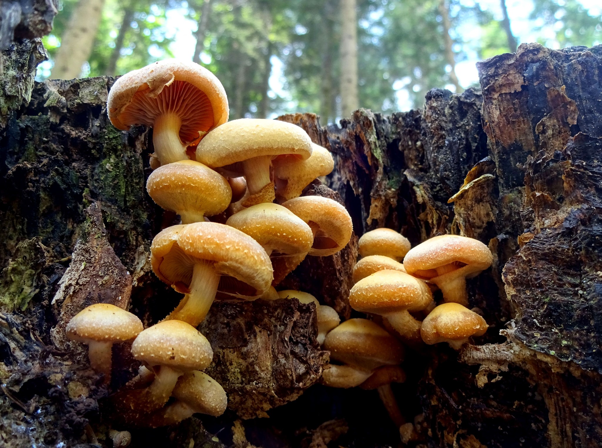 FEM - Una tavola al giorno Merisma laciniatum var. Clavaria grossa ...