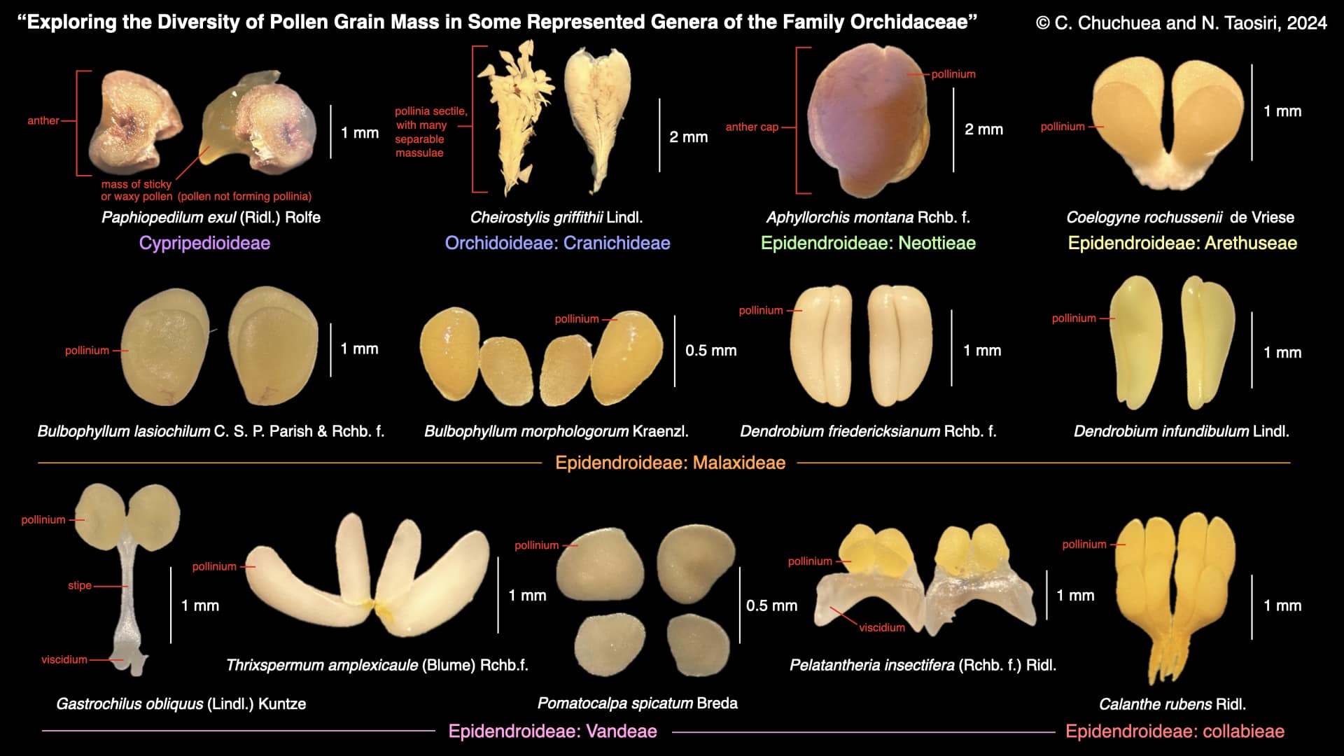 I am a botanist - ความหลากหลายของกลุ่มเรณู (pollinium)... | Facebook