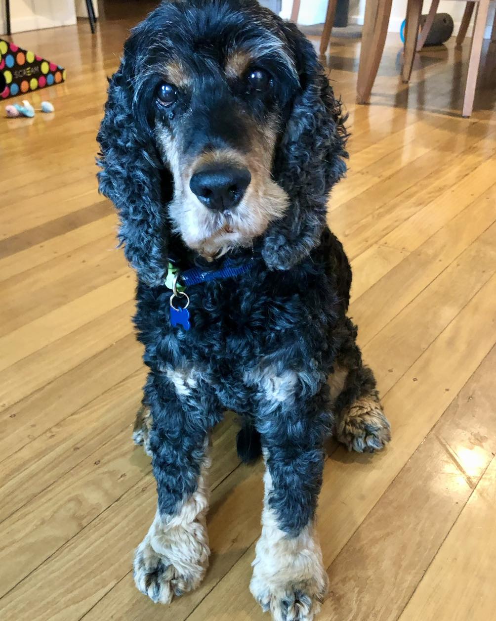 UPDATE HENDRIX HAS... - Cocker Spaniel Rescue QLD inc
