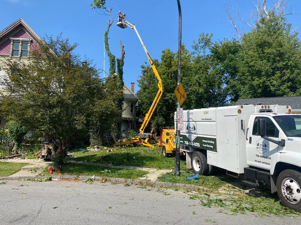 Buffalo Tree Service | Buffalo NY