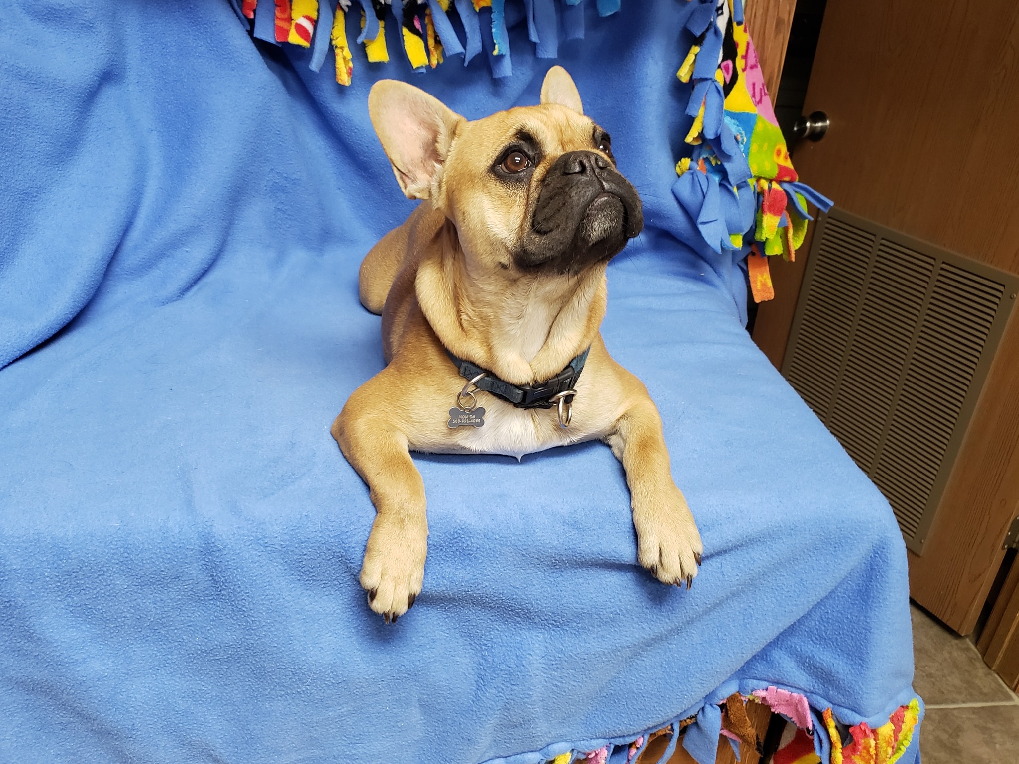 Today we are featuring Archie... - Animal Psychology Center