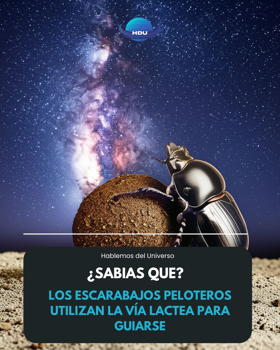 Hablemos - Los escarabajos rodadores de estiércol nocturnos (Scarabaeus ...