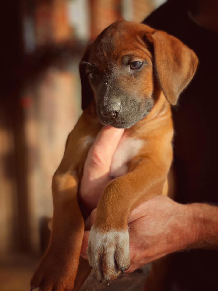 Rhodesian Ridgeback Kennel of Mombasa - Kwelanga