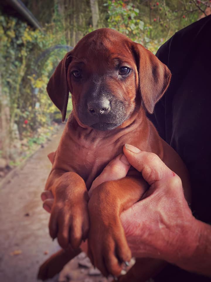 Rhodesian Ridgeback Kennel of Mombasa - Kwelanga
