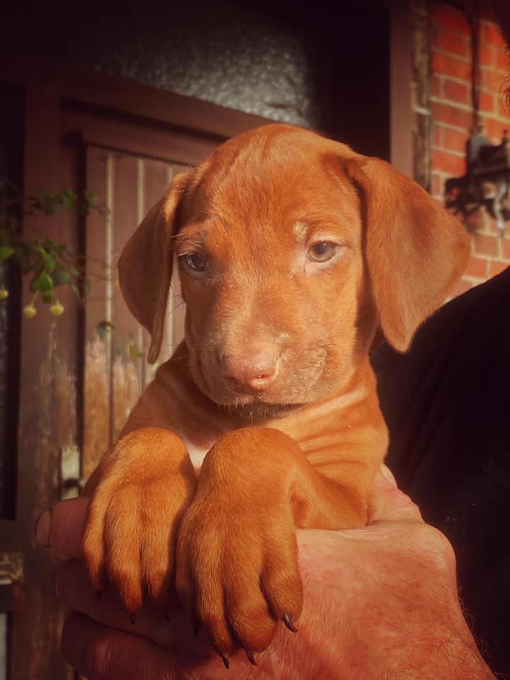 Rhodesian Ridgeback Kennel of Mombasa - Kwelanga