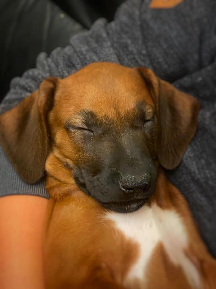 Rhodesian Ridgeback Kennel of Mombasa - Kwelanga