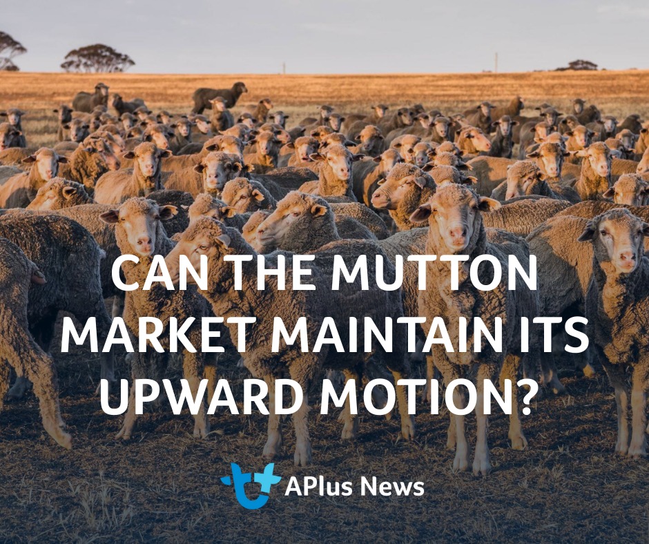 AuctionsPlus - Mutton is the word of the month when it comes to the ...