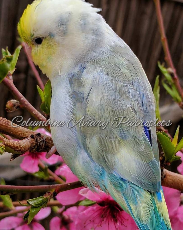 Columbine Aviary | Denver CO