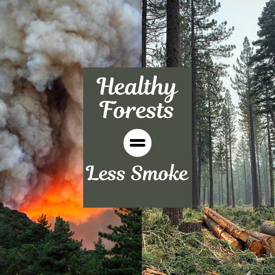 Healthy - When our forests are overgrown and unmanaged, wildfires burn ...