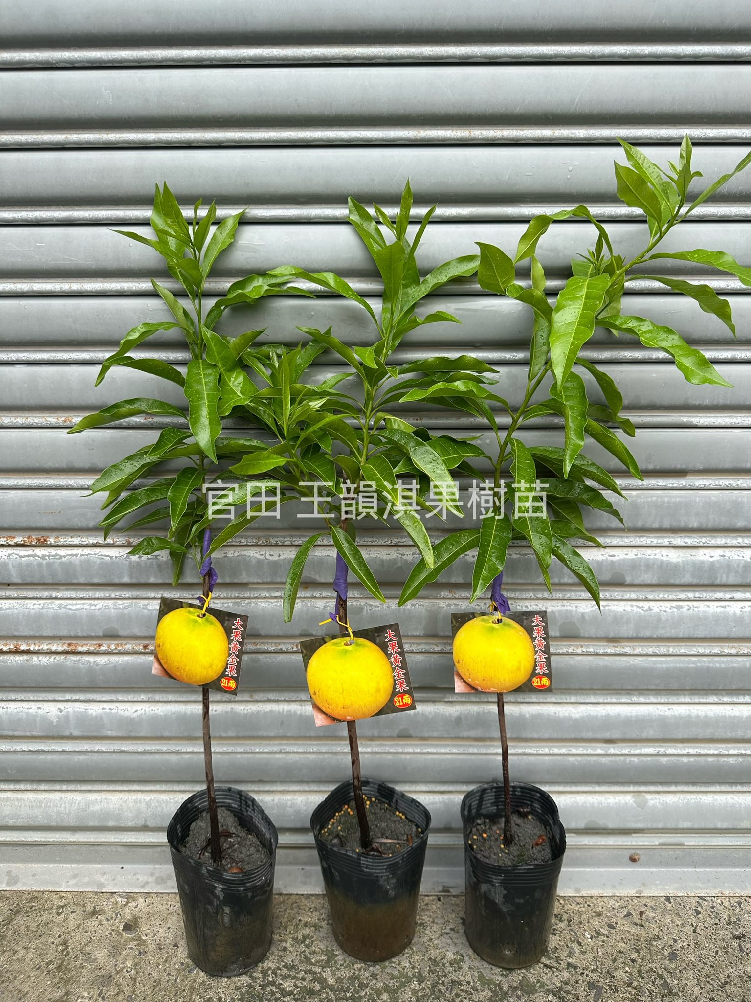 官田王韻淇 果樹苗 - 缺了好久的黃金果美苗🔥 大果白肉品種🏆21兩黃金果 ... | Facebook