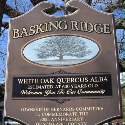 Basking Ridge Oak