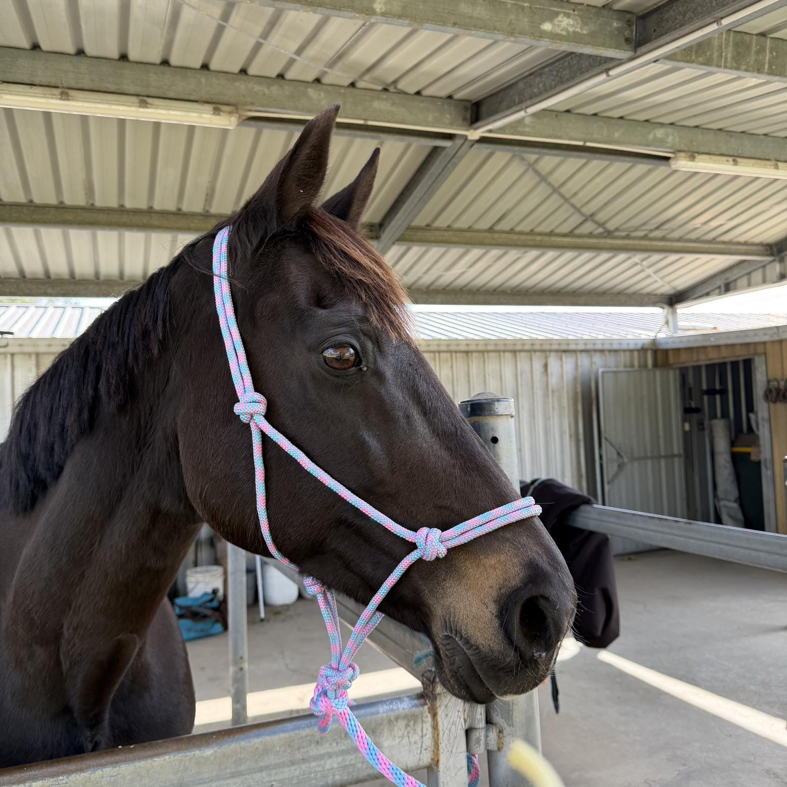 Caboolture and surrounds horses & riders | Does anyone know a good vet ...
