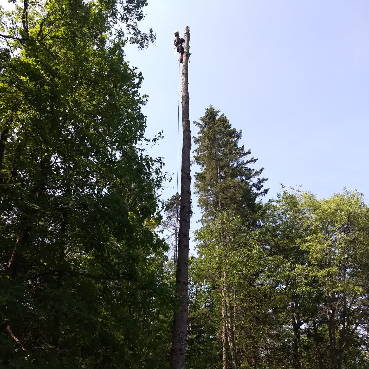 Outram Tree Solutions