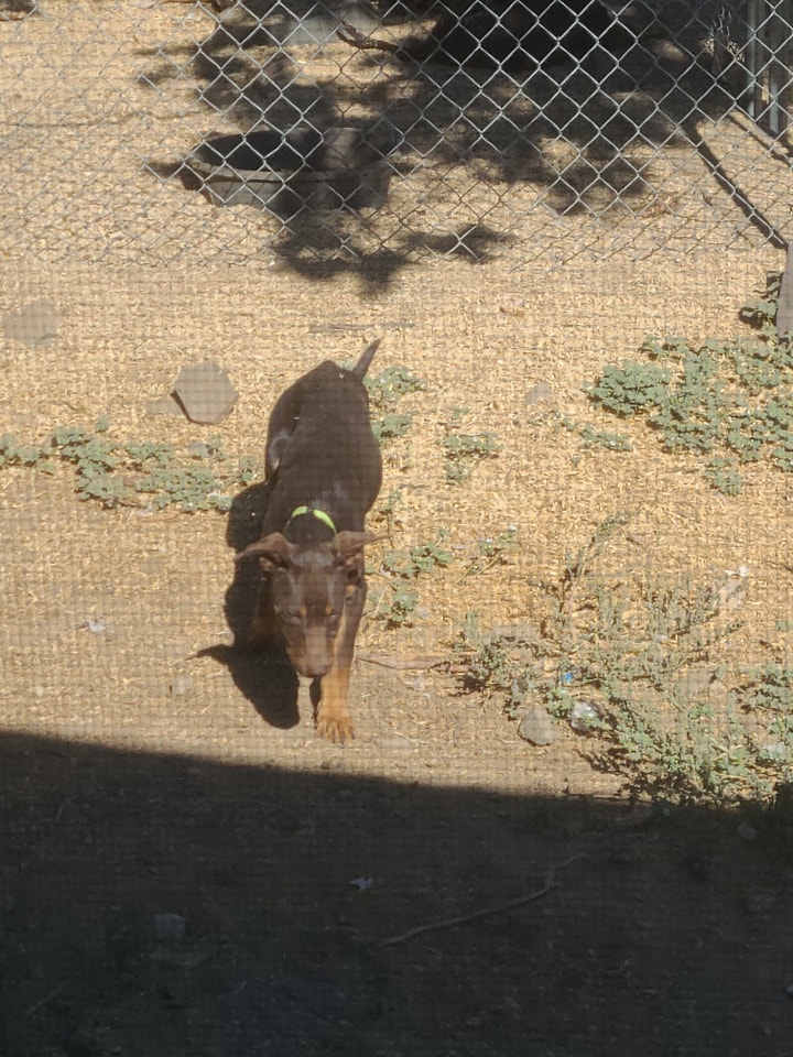 Wilhelm Ranch Dogs