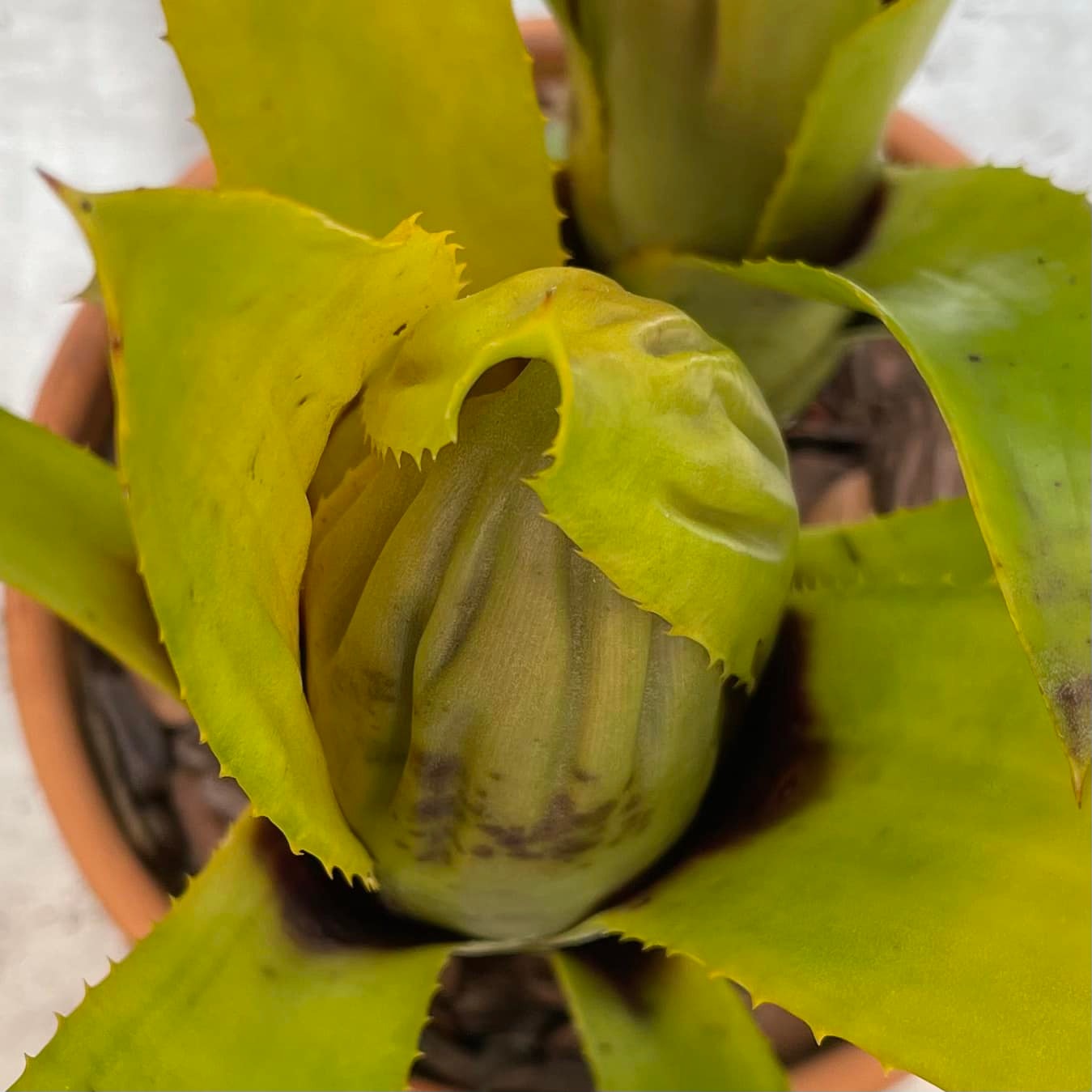 Aechmea brassicoides bromeliad with unique closed top