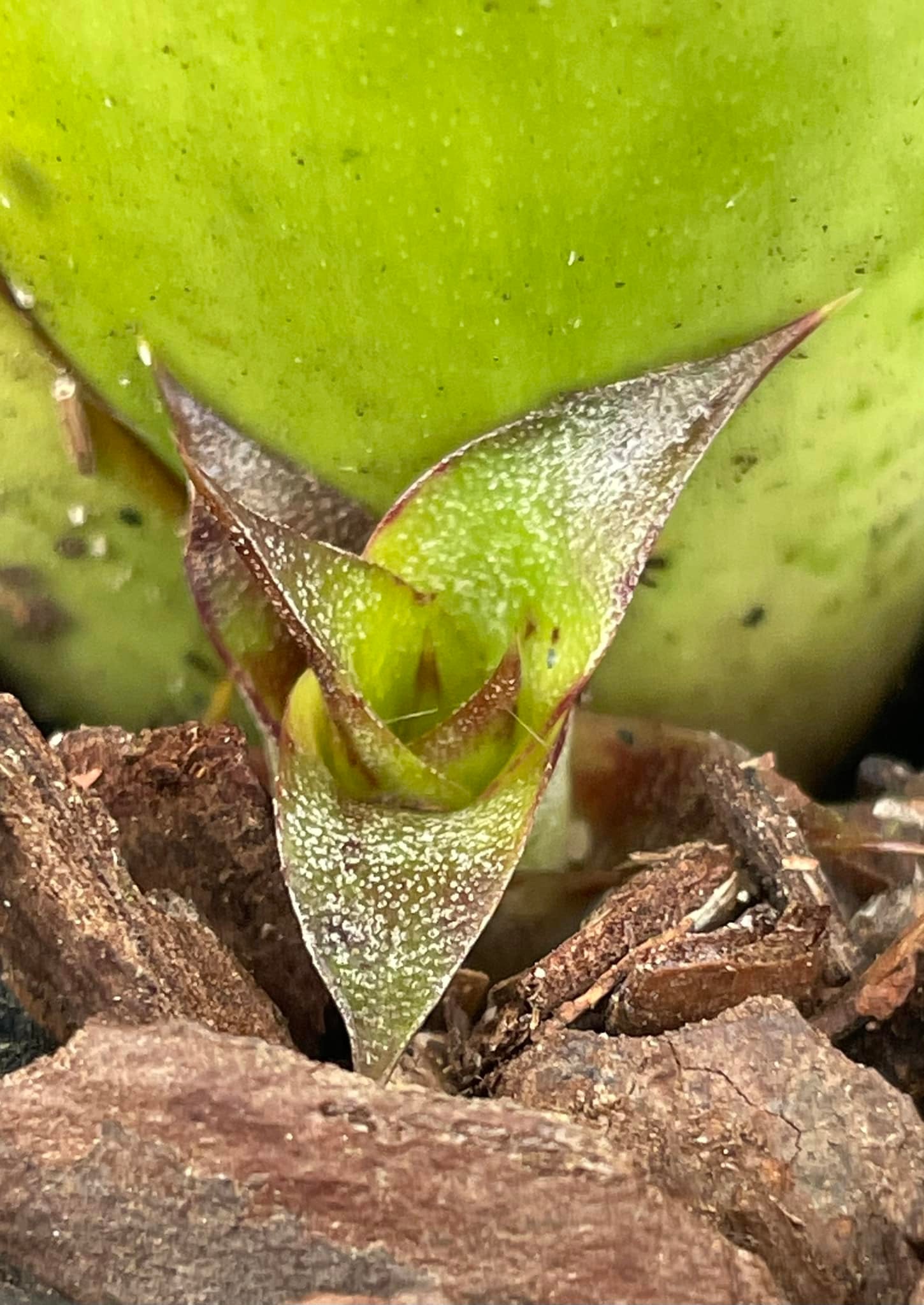 Aechmea brassicoides bromeliad with unique closed top