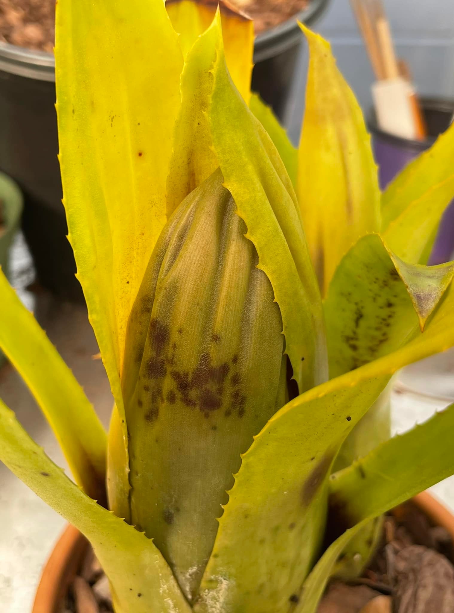 Aechmea brassicoides bromeliad with unique closed top