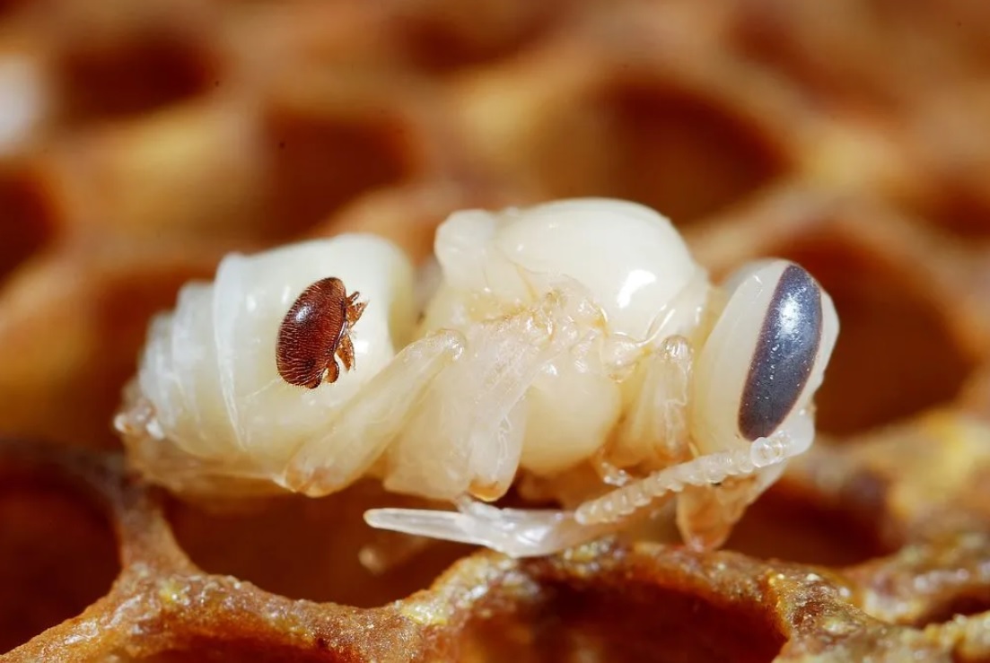 Mackenzie - MITE-Y problems for bees! This chubby little parasite ...