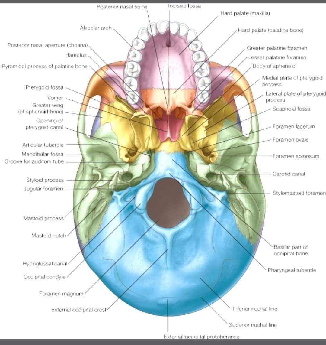 Easy - All of the following nerves pass through jugular foramen except ...