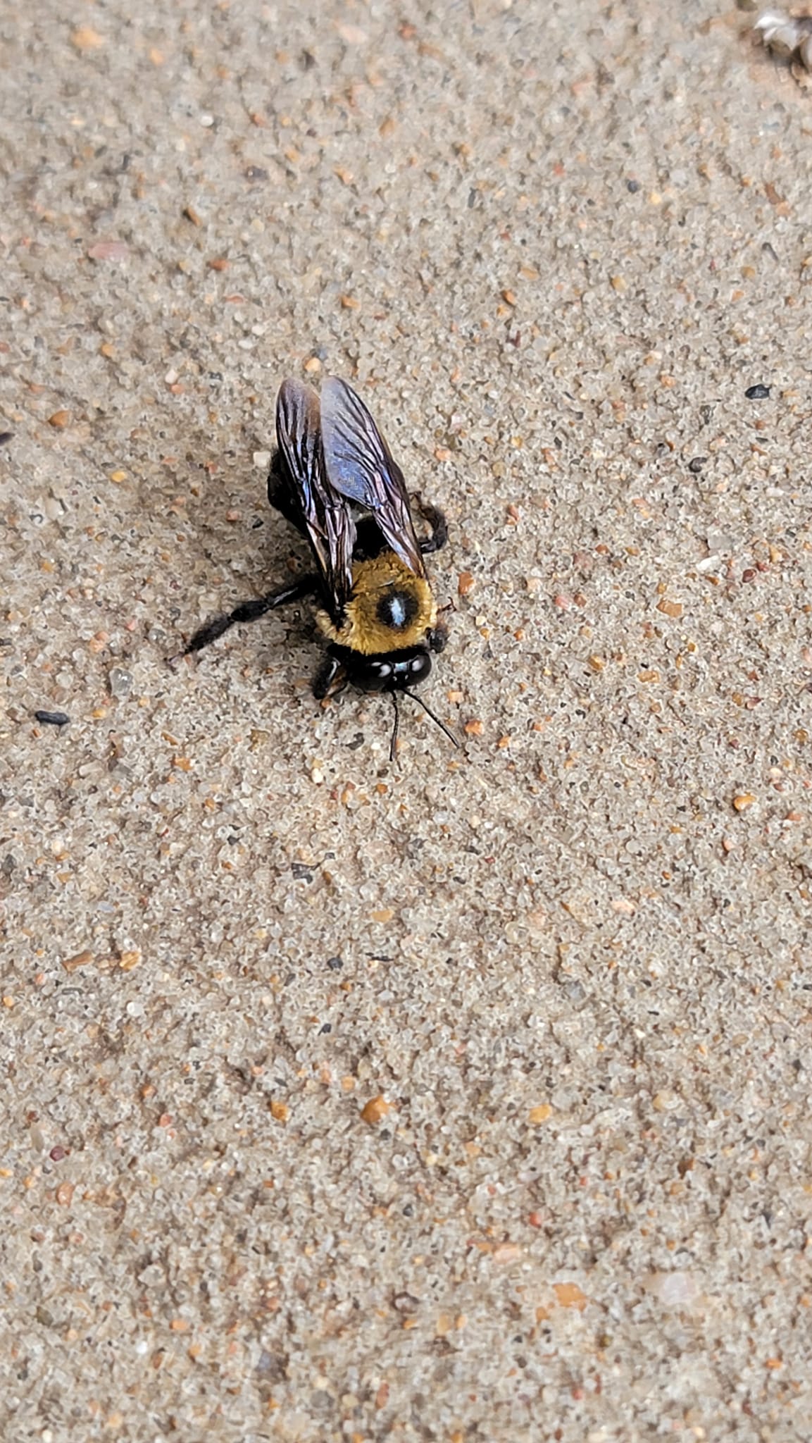 What is the identification of the bee with a shiny end in