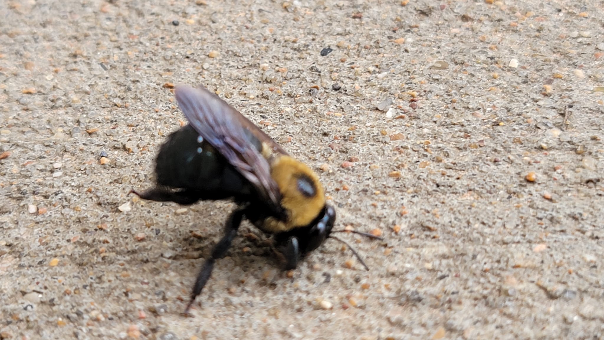 What is the identification of the bee with a shiny end in