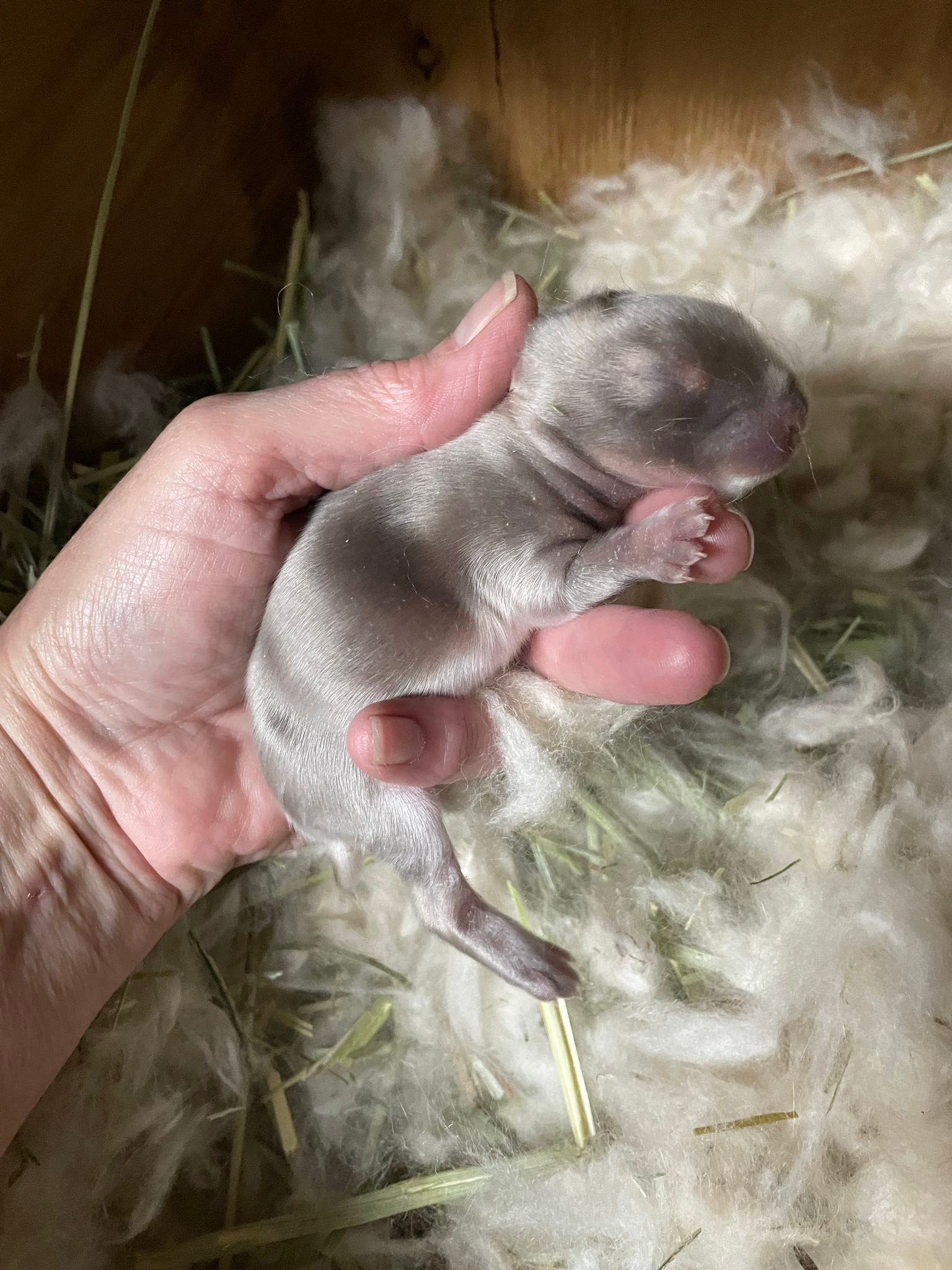 Southern Angora Rabbitry - Check out these chinchilla colored satin ...