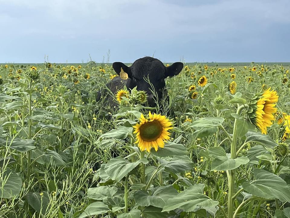 We are happy to share MG... - Murphy's Genetics LLP | Facebook