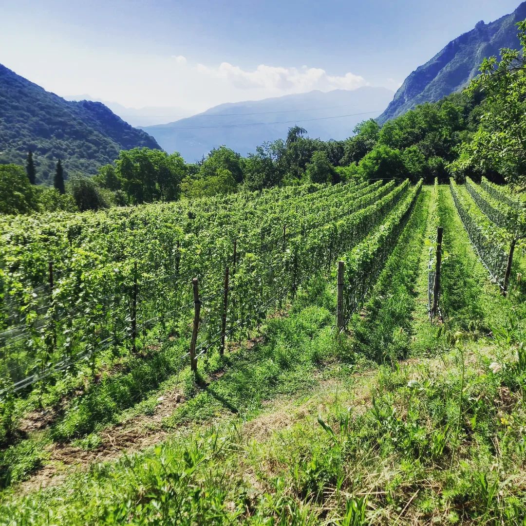 Comai - Riva del Garda | Riva del Garda
