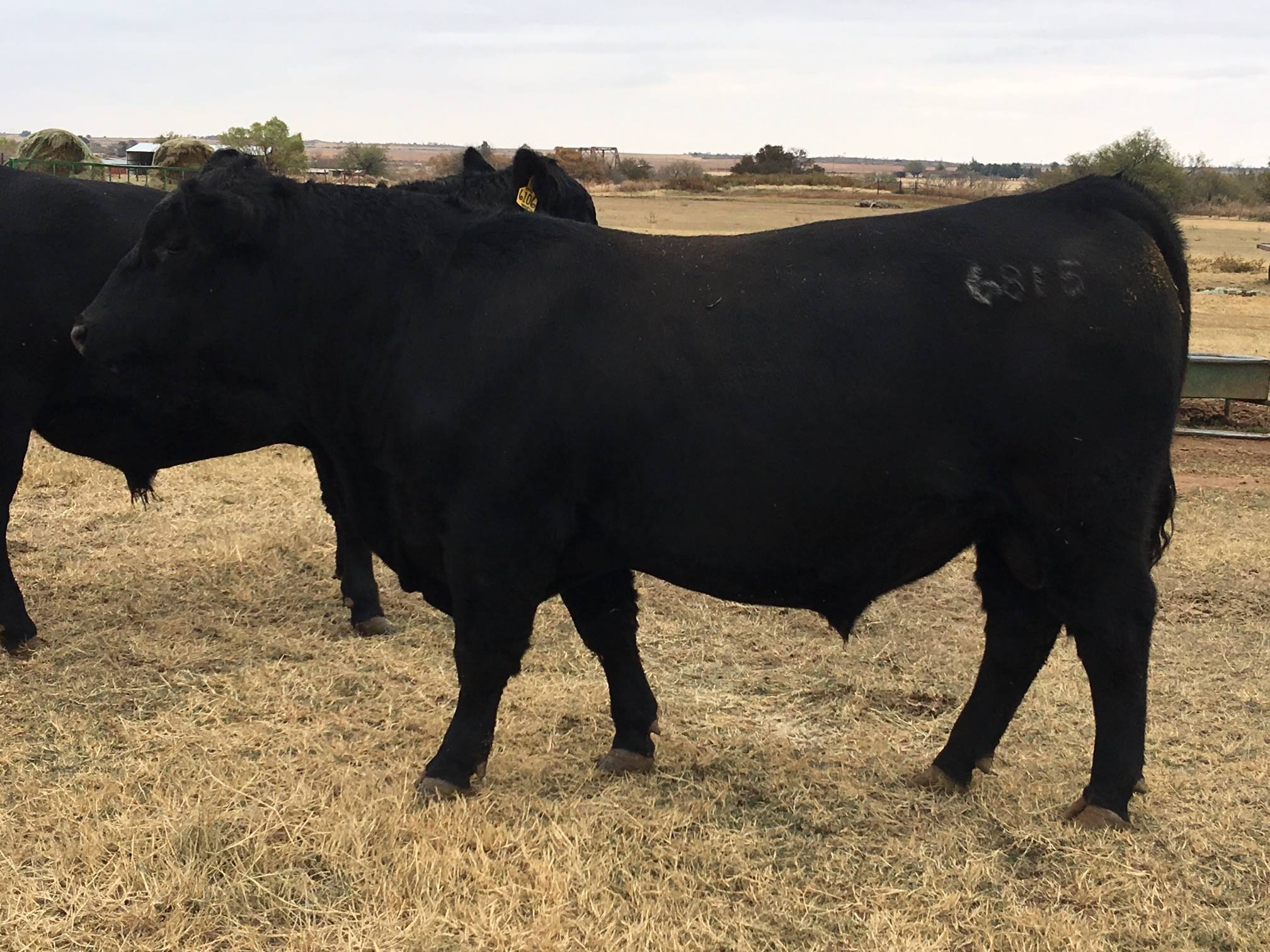 Oak Ridge Ranch | Quanah TX