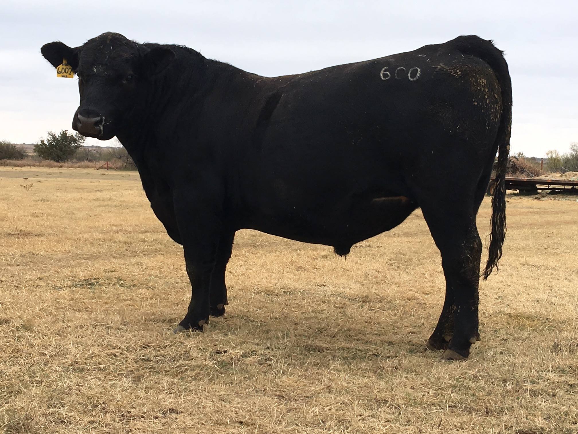 Oak Ridge Ranch | Quanah TX