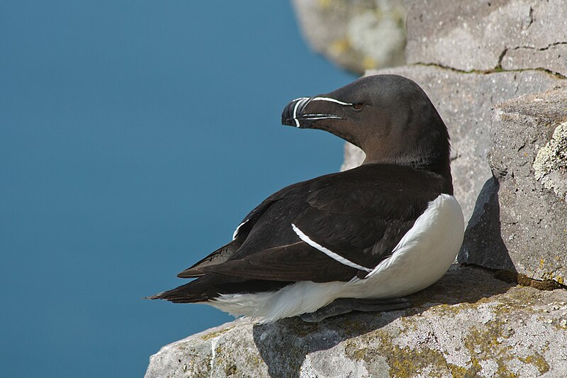 สำรวจโลก - จะงอยปากสุดเท่ Razorbill หรือ Lesser auk...