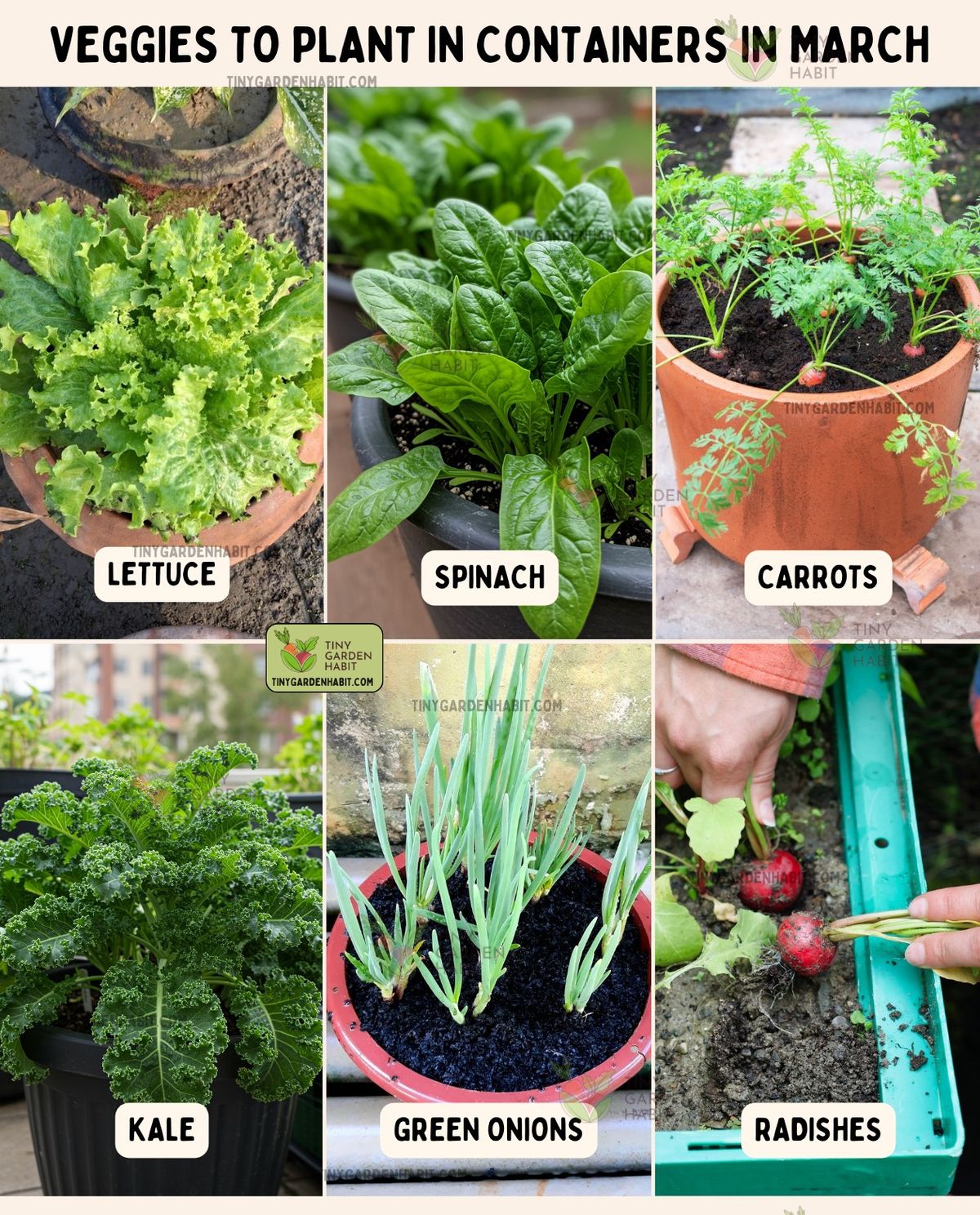 How its makes | six ideal vegetables for container gardening in March ...