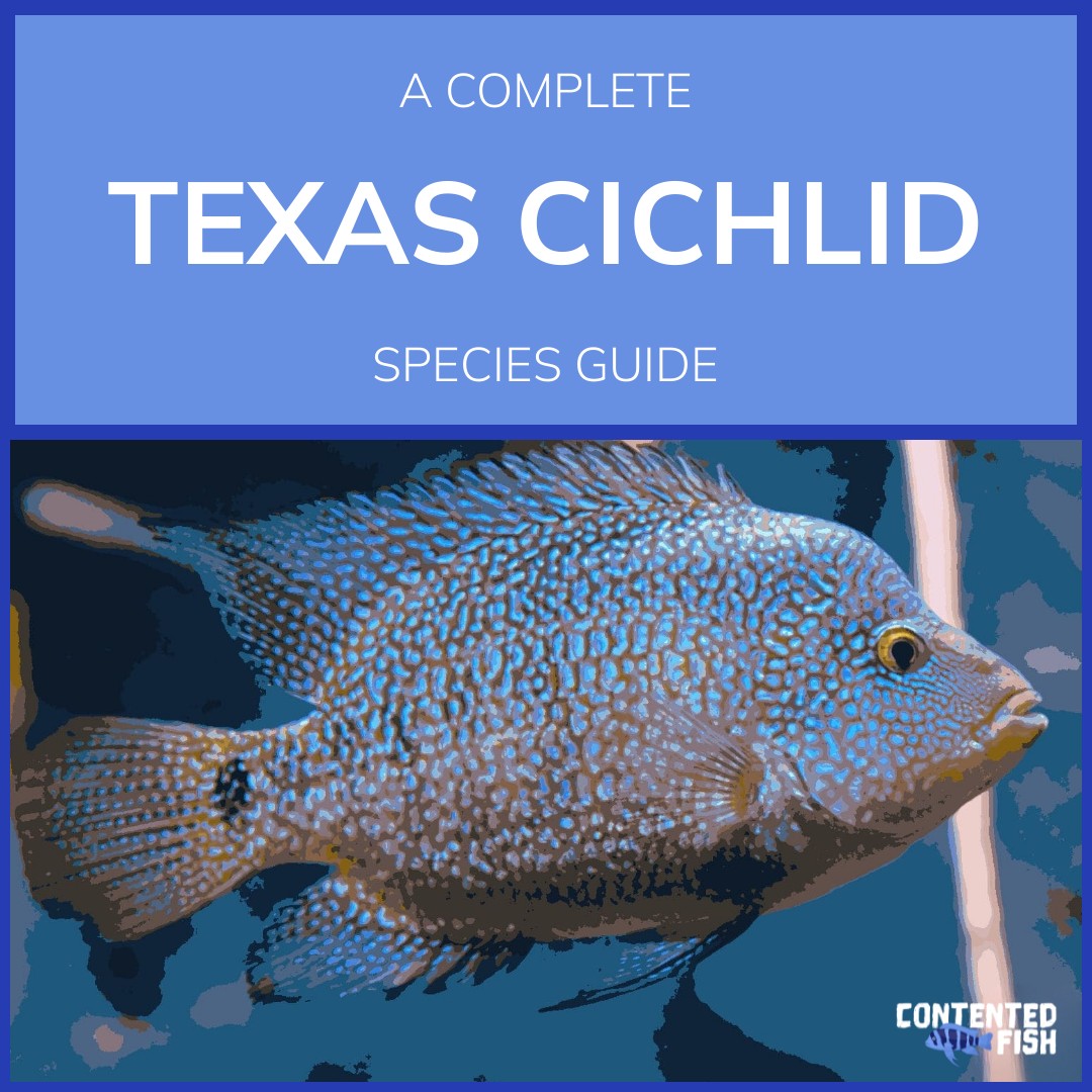 Contented - #Texascichlids, scientifically known as Herichthys ...