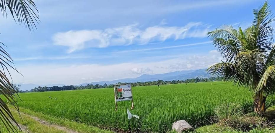 LGU Surallah - The present status of the Consolidated Rice... | Facebook