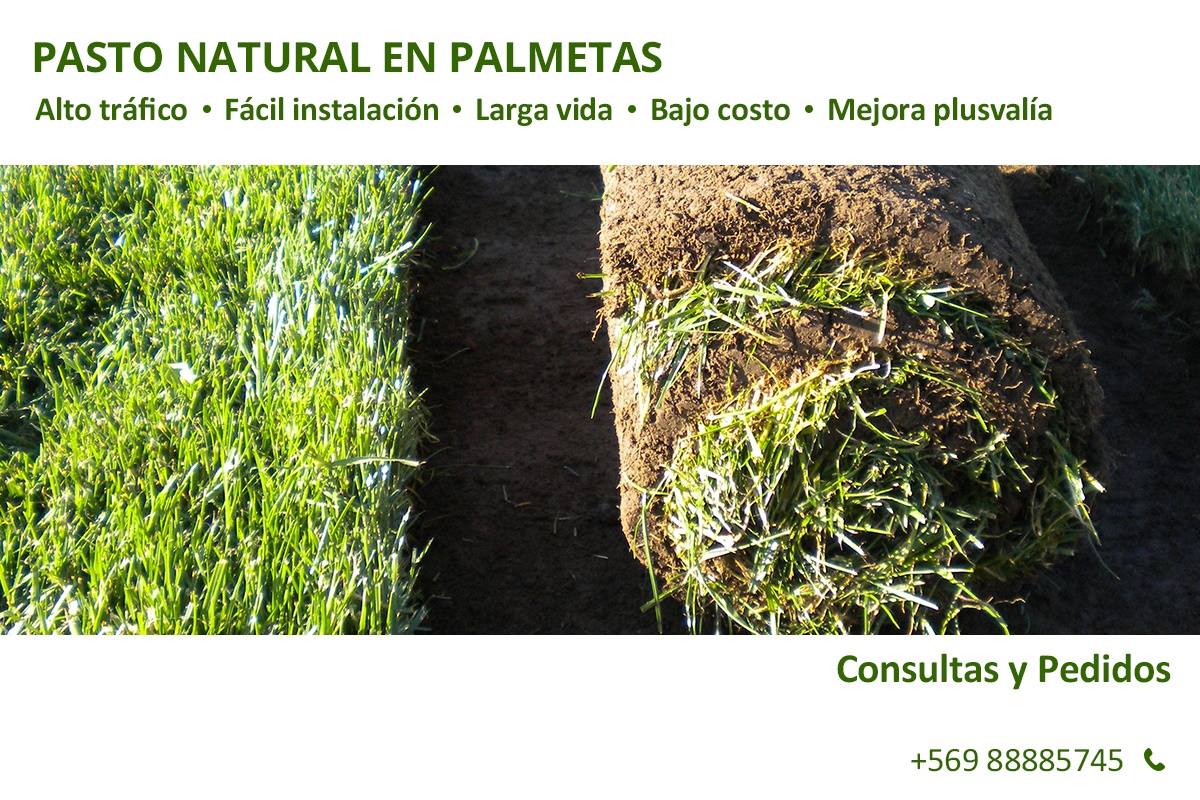 Siempre Verde - Pasto en rollo