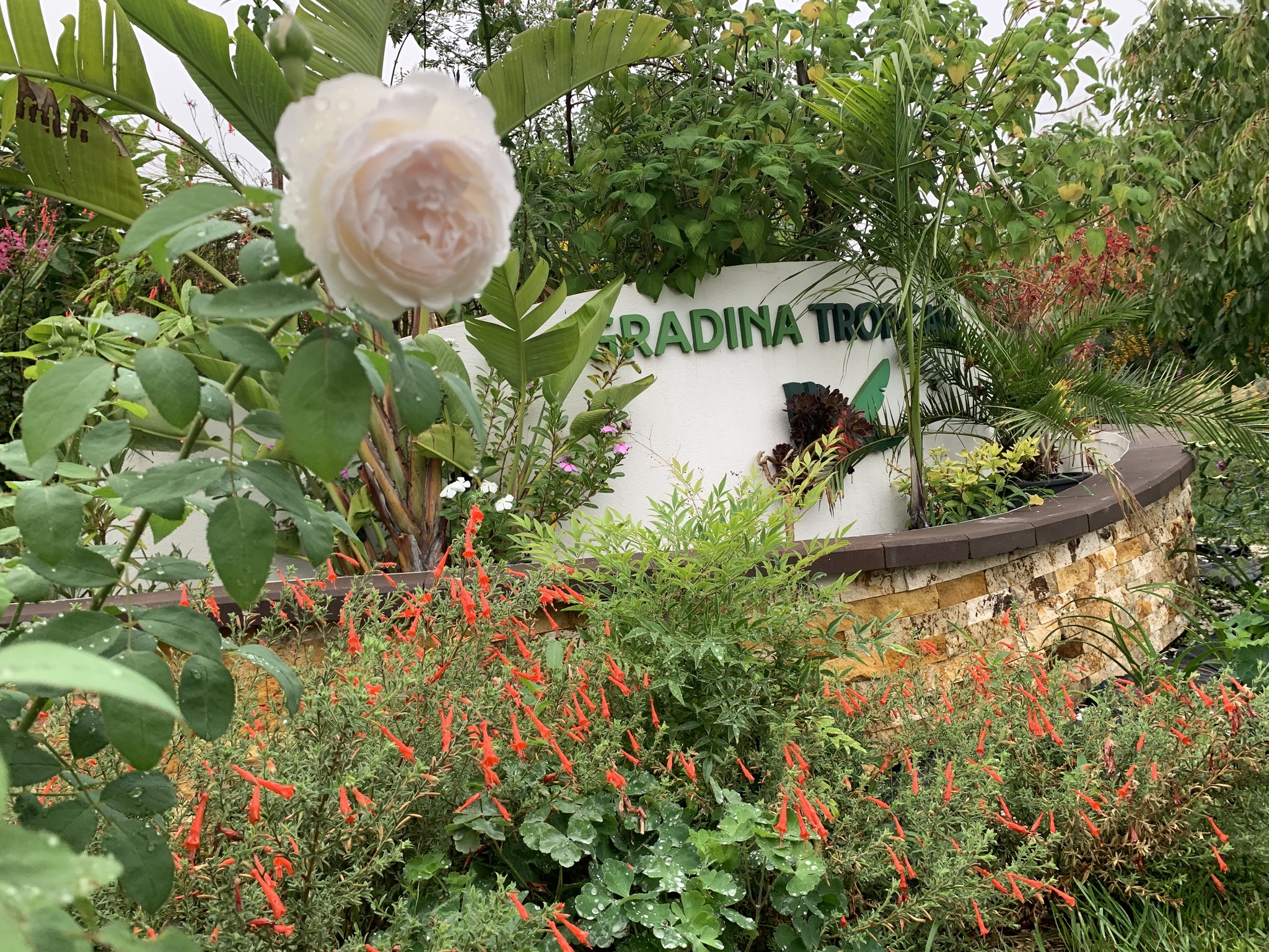 Gradina Tropicala - gradinatropicala.ro | Timisoara