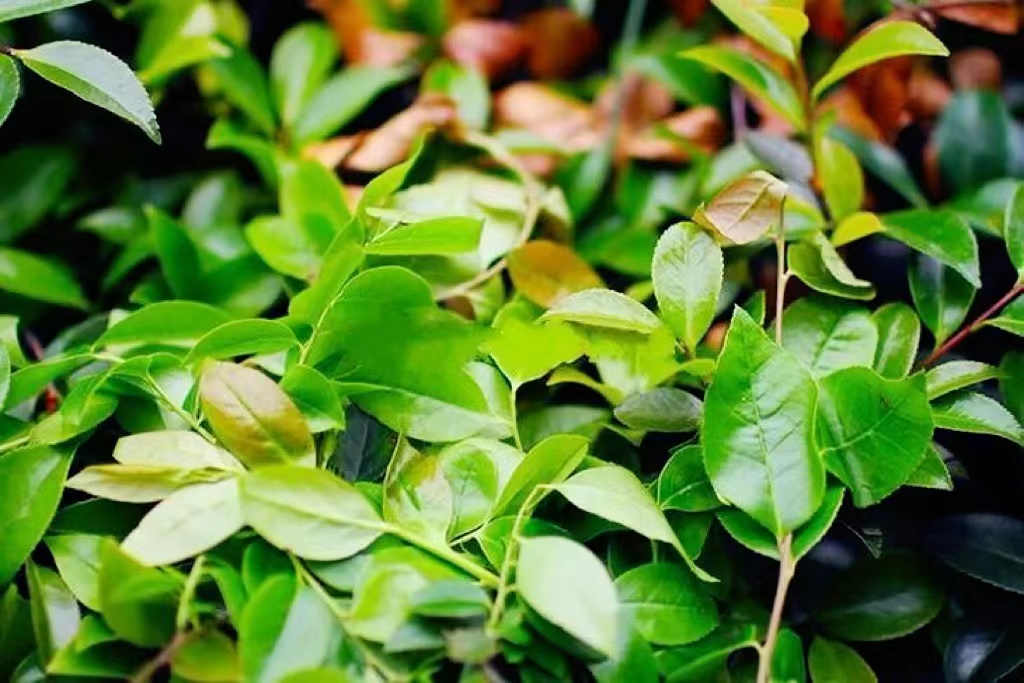 Hola Fujian - For Fujianese, the first sign of spring is...