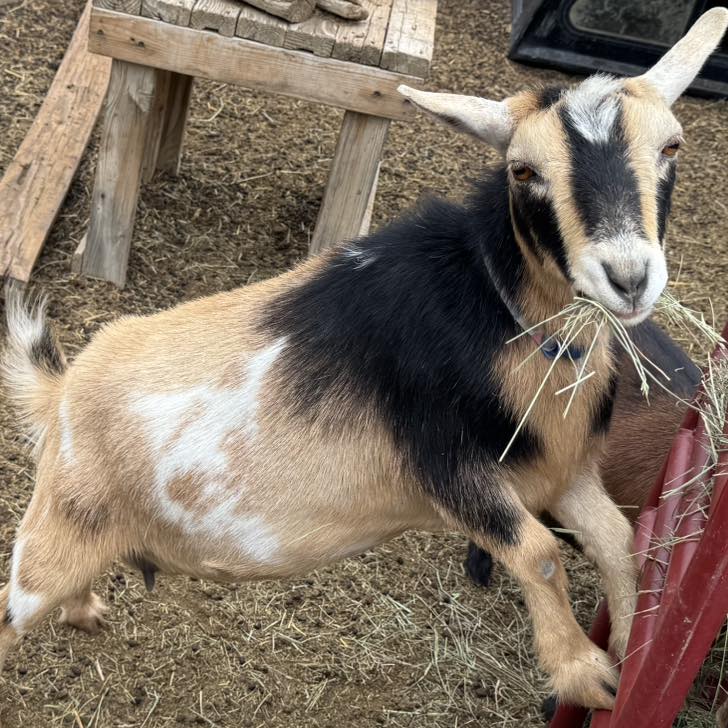 Backfield Farm - Backfield Farm added a new photo.