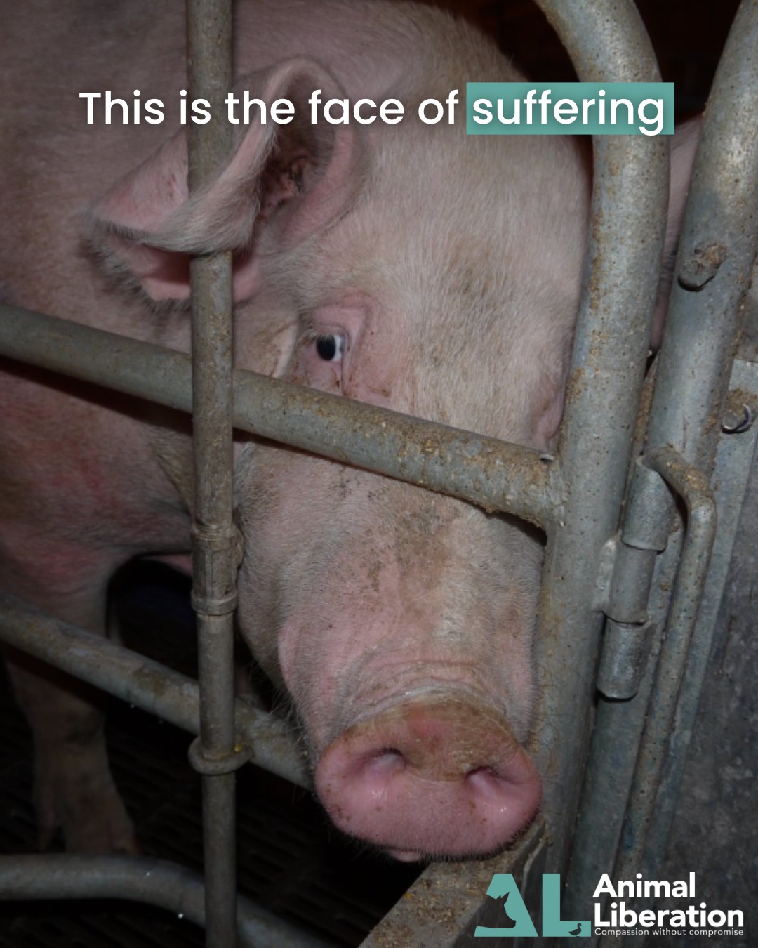 Animal - Science confirms pigs are intelligent, emotionally and ...
