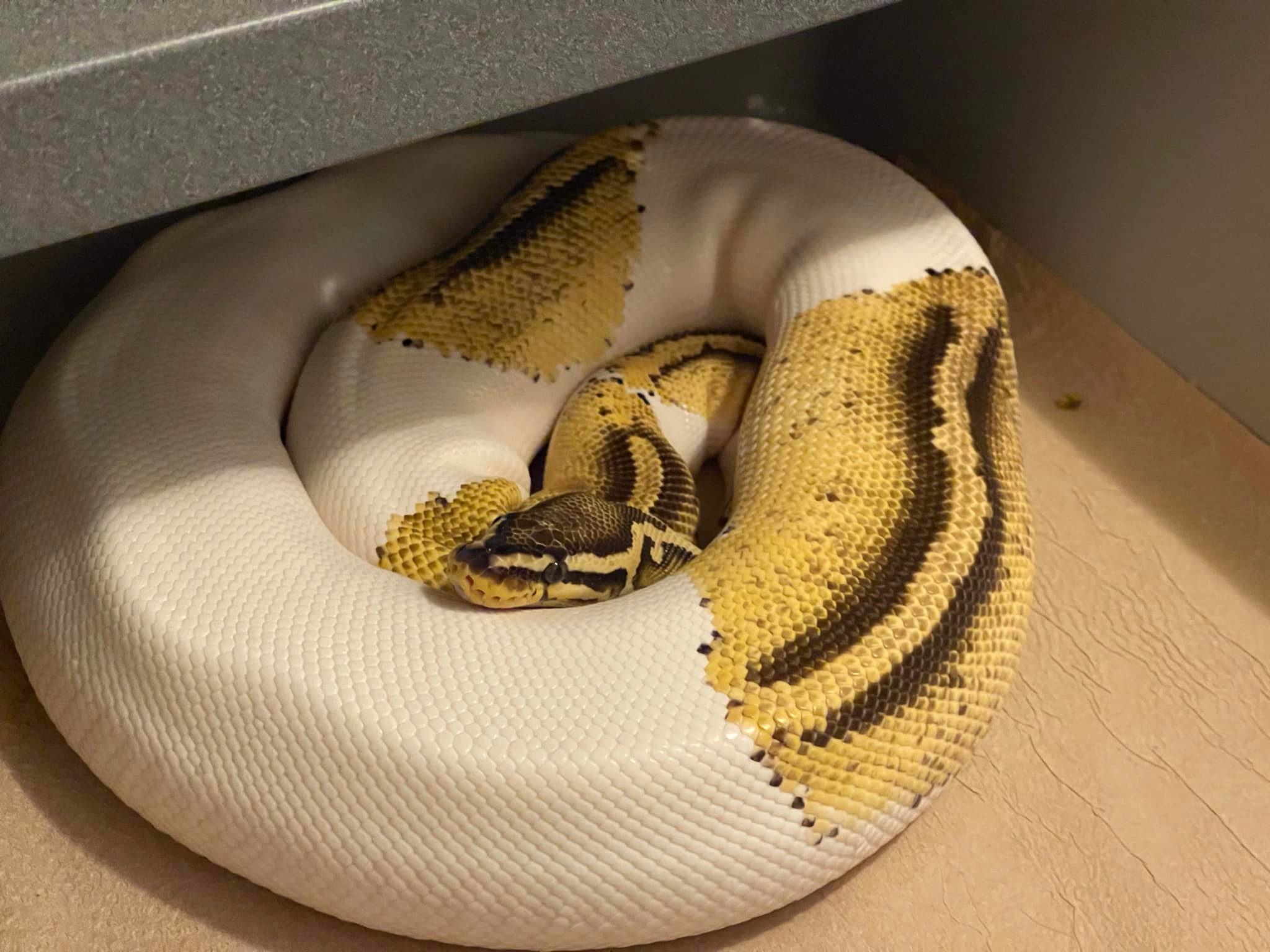 Belgrade Ball Pythons | Smithfield ME