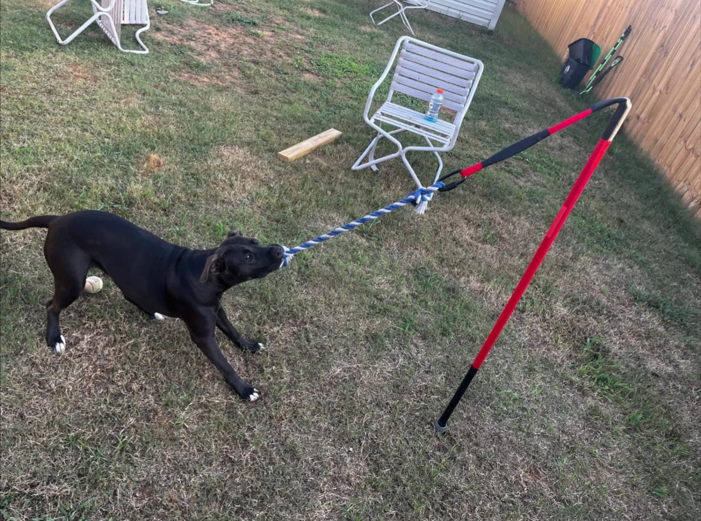 diy dog fishing pole bungee Pet Supplies : TUAHOO Outdoor Hanging Toy from Tree, Dog Tug Ropes DIY} 2x2 Weave Poles -