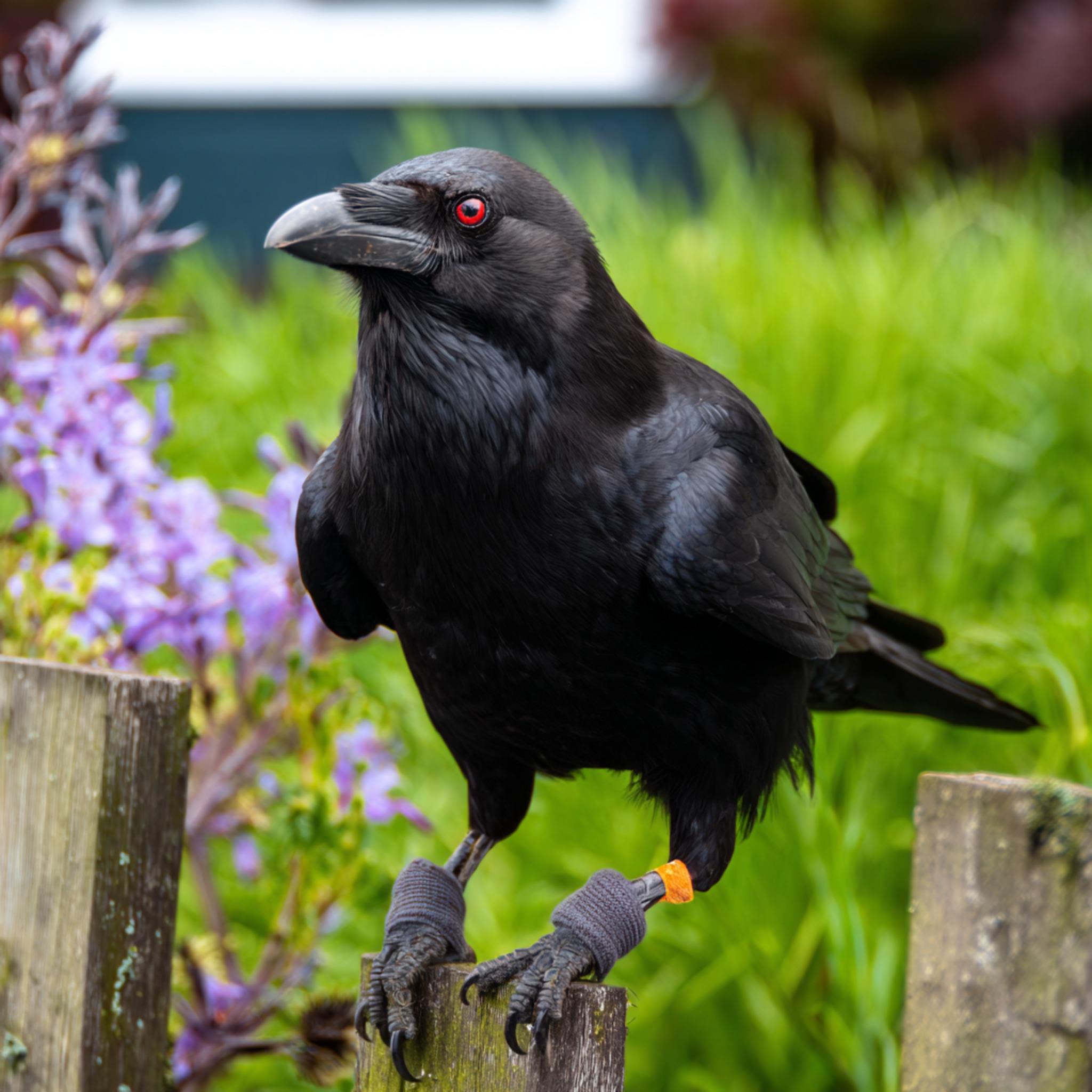 Crow Lovers | A sharp gaze and midnight feathers—this crow stands ...