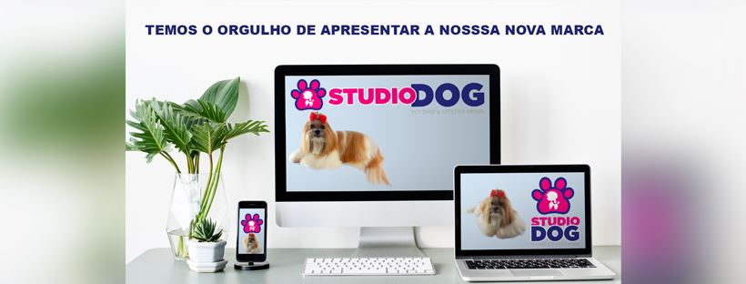 Studio Dog | Indaiatuba SP
