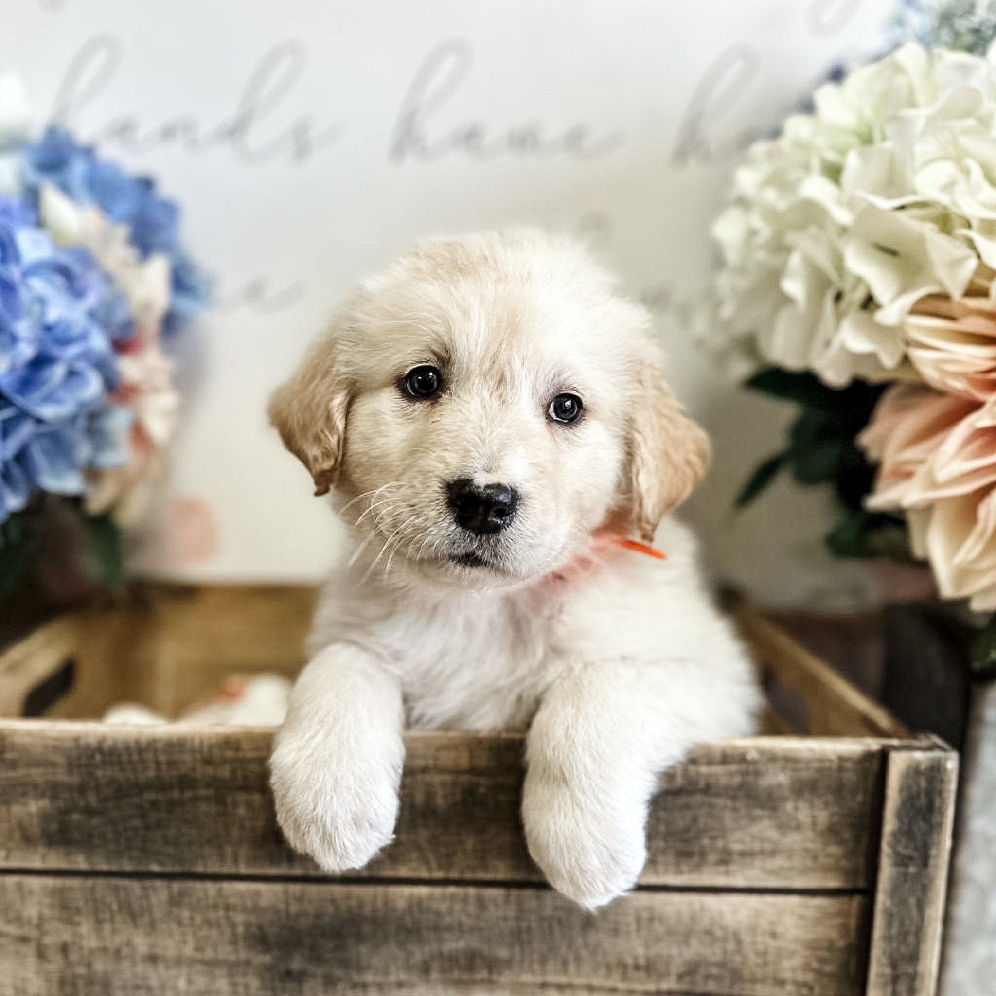 ARK Pet Rescue - 😍Scarlett's Puppies are now ready for... | Facebook
