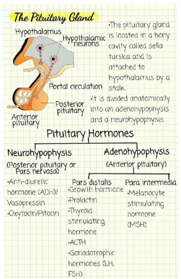 Pituitary gland is located at.. 1. Kidney 2. Heart 3. Brain 4. Liver